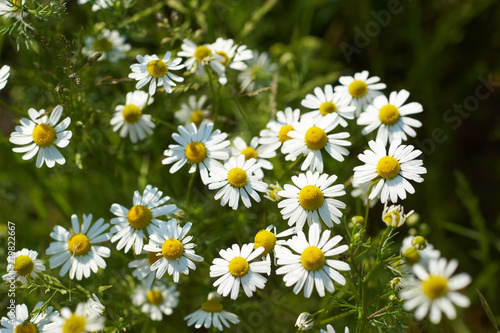  German chamomile  