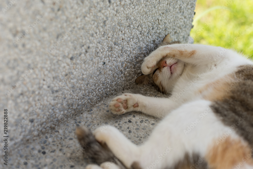 Fototapeta premium funny cat sleep