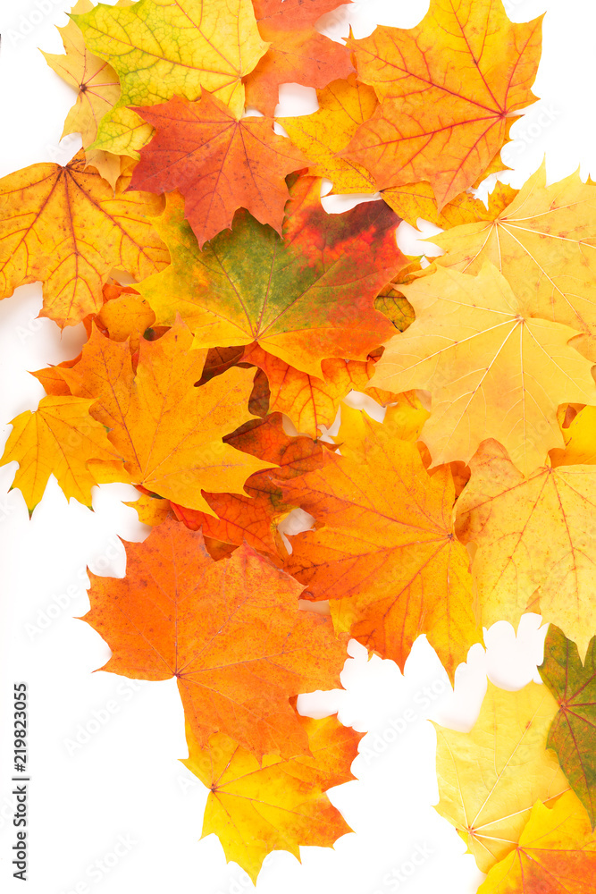 Fototapeta premium Autumn background with colorful leaves. Red, orange and green autumn leaves.