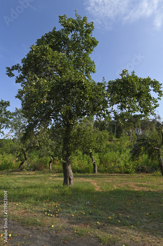 Streuobstwiese mit Apfelbaum im Natura 2000 Gebiet "Dolna Odra" / Polen