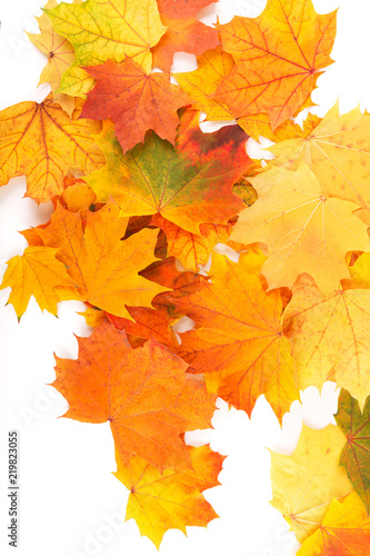 Autumn background with colorful leaves. Red  orange and green autumn leaves.