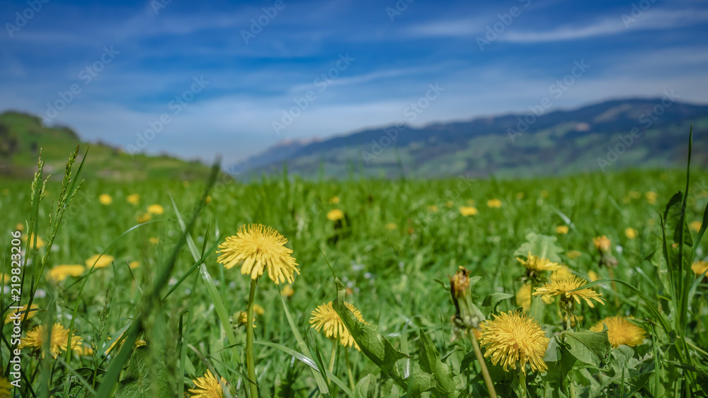 Yellow Flower Field With Mountain View 