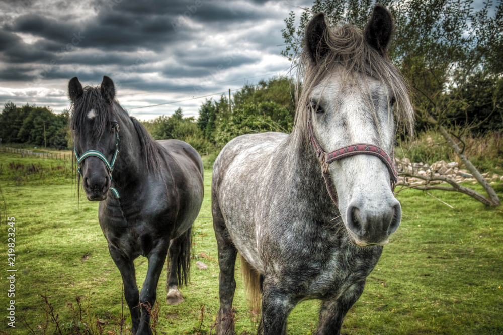 Obraz premium Horses 