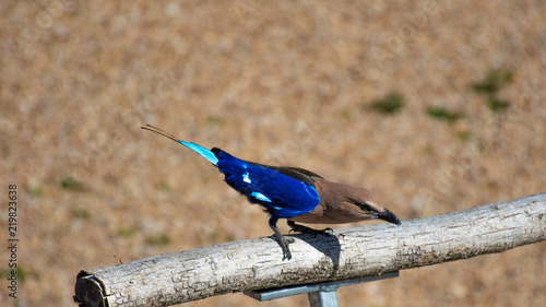 L'oiseau Bleu
