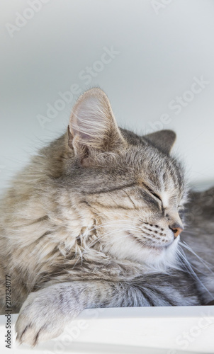 Beauty cat of livestock, siberian purebred. Adorable domestic pet with long hair outdoor,hypoallergenic animal © Massimo Cattaneo
