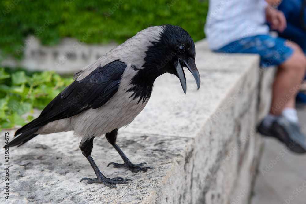 Fototapeta premium Budapest 2018