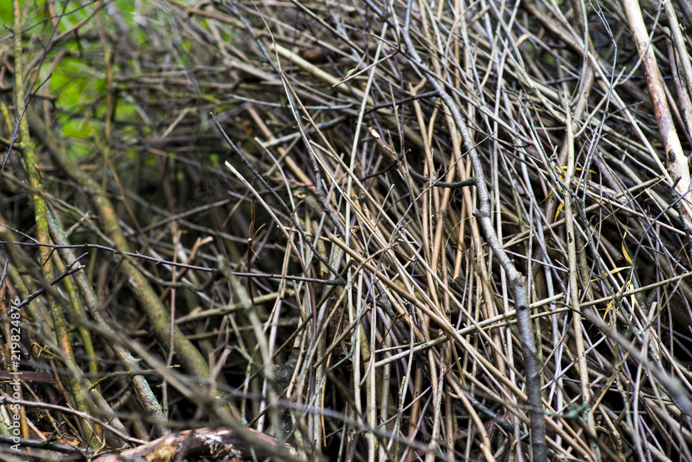Pile of brushwood and round wood stacked on green grass against a background of green forest outdoors Firewood in the forest. Dry fallen trees. Dry branches are the cause of forest fires in the summer Pile of brushwood and round wood stacked on green grass against a background of green forest outdoors Firewood in the forest. Dry fallen trees. Dry branches are the cause of forest fires in the summer