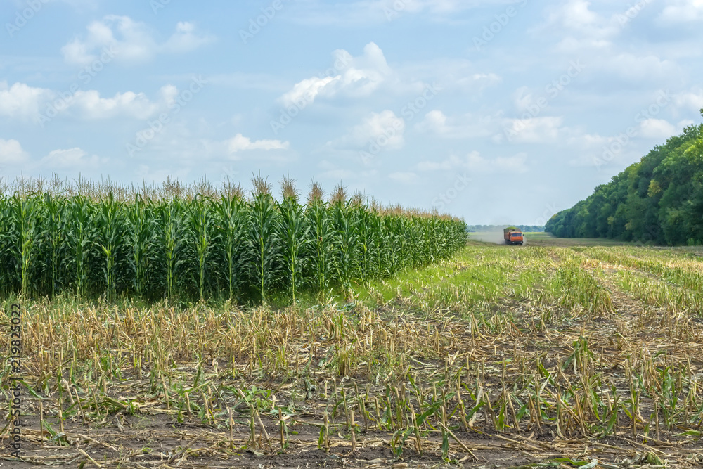 Obraz premium harvest of juicy corn silage by a combine harvester and transportation by trucks, for laying on animal feed