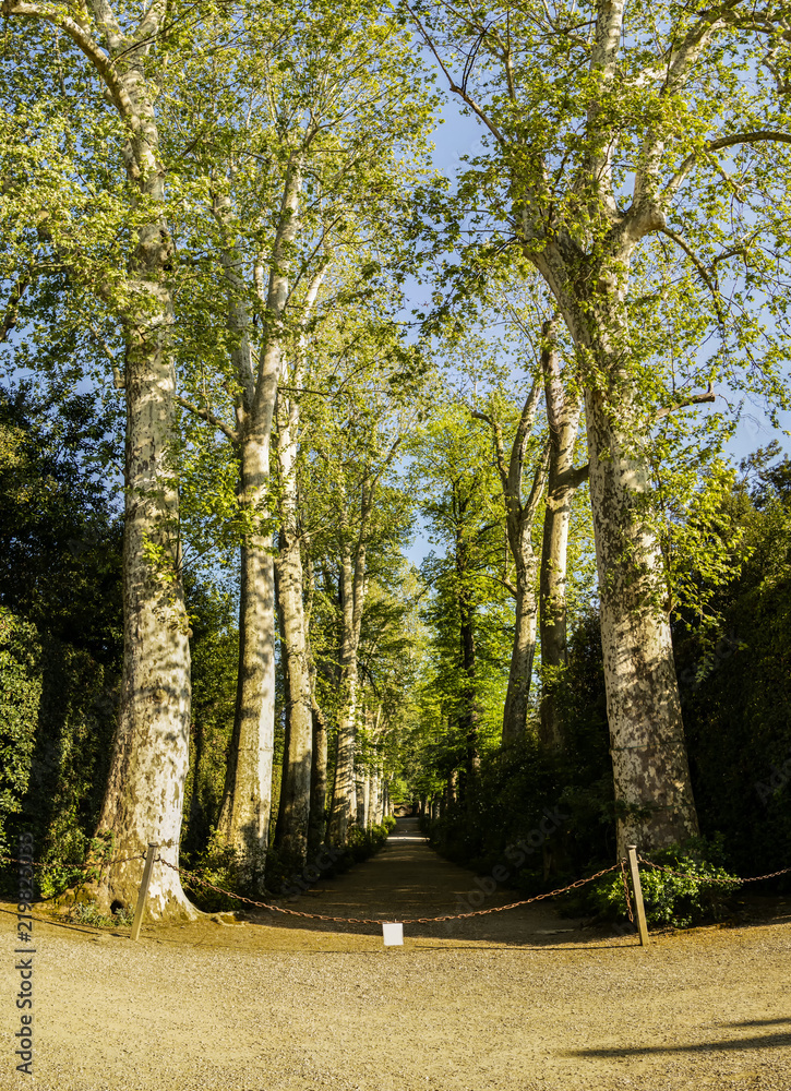 Fototapeta premium Spring tree-lined avenue