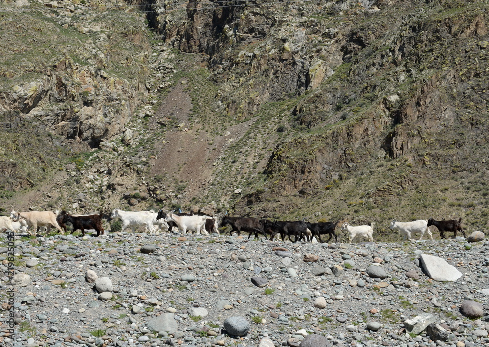 Fototapeta premium Goat Herd in the Altai Mountains