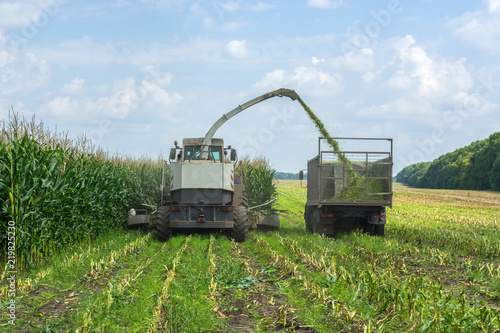 harvest of juicy corn silage by a combine harvester and transportation by trucks, for laying on animal feed © Oleksandr