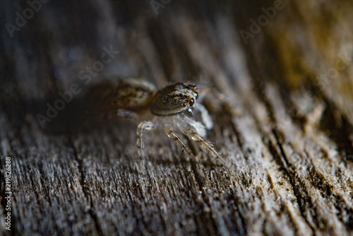 jumping spider © Devon