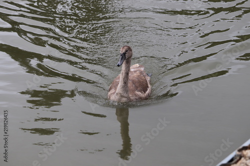 swans mallards and manky mallards on the canal waters of the oxford water ways photo