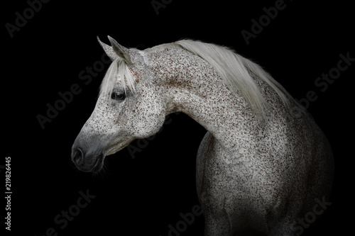 Portrait of a beautiful gray arabian horse isolated on black background