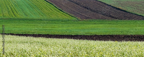 panorama jesiennego zaornaego pola z uprawą gryki photo