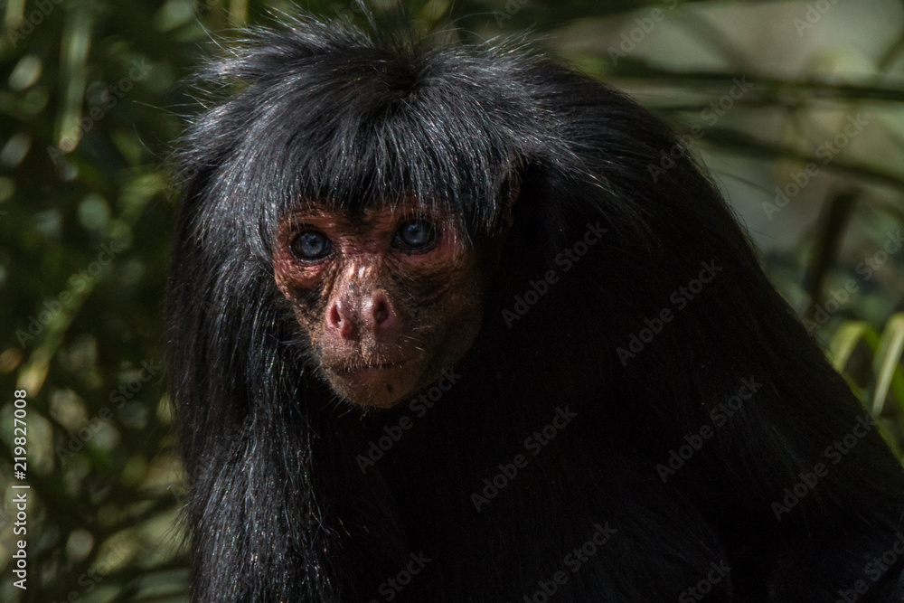 Macaco Aranha de Cara Vermelha / Red Faced Spider Monkey (Ateles