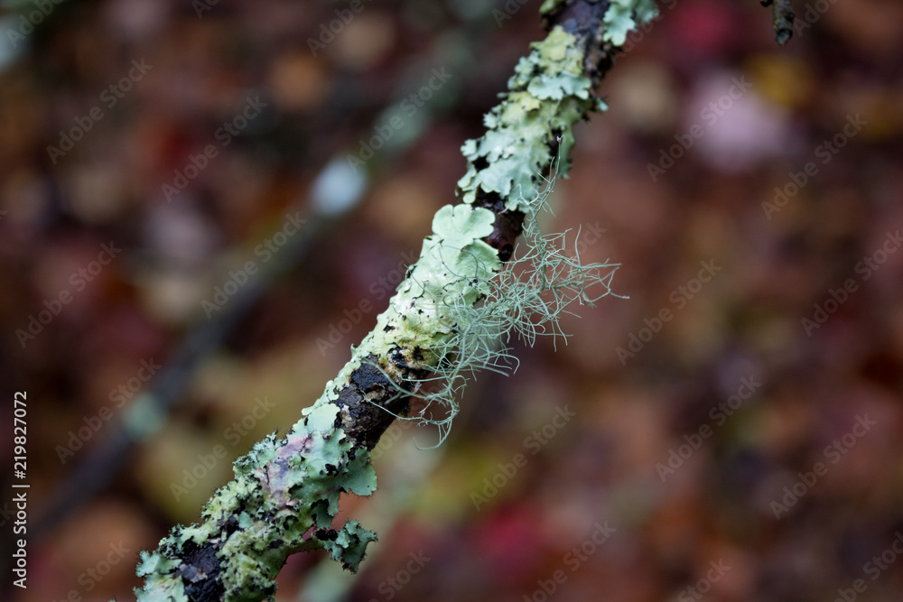 Detail of delicate lichen moss on a twig, wet brown leaves background, selective focus, horizontal aspect Detail of delicate lichen moss on a twig, wet brown leaves background, selective focus, horizontal aspect