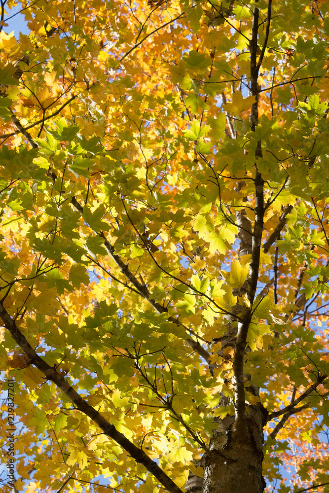 View looking up through the yellow and green leaf canopy at a blue sky, vertical aspect View looking up through the yellow and green leaf canopy at a blue sky, vertical aspect