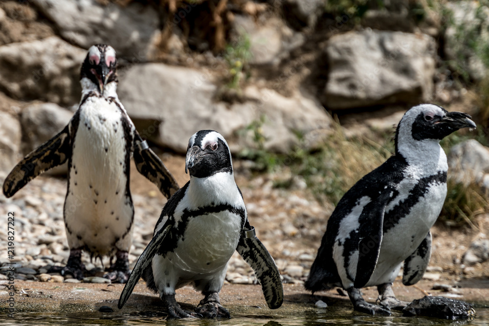 Obraz premium Pinguine