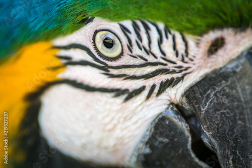 Arara Canindé / Blue and Yellow Macaw (Ara ararauna)