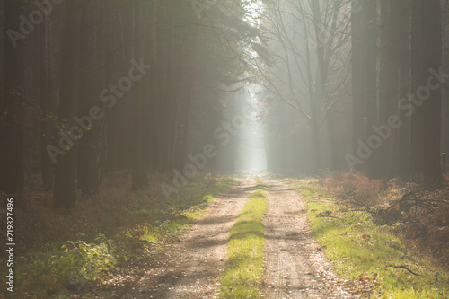 droga leśna o poranku, mgła
