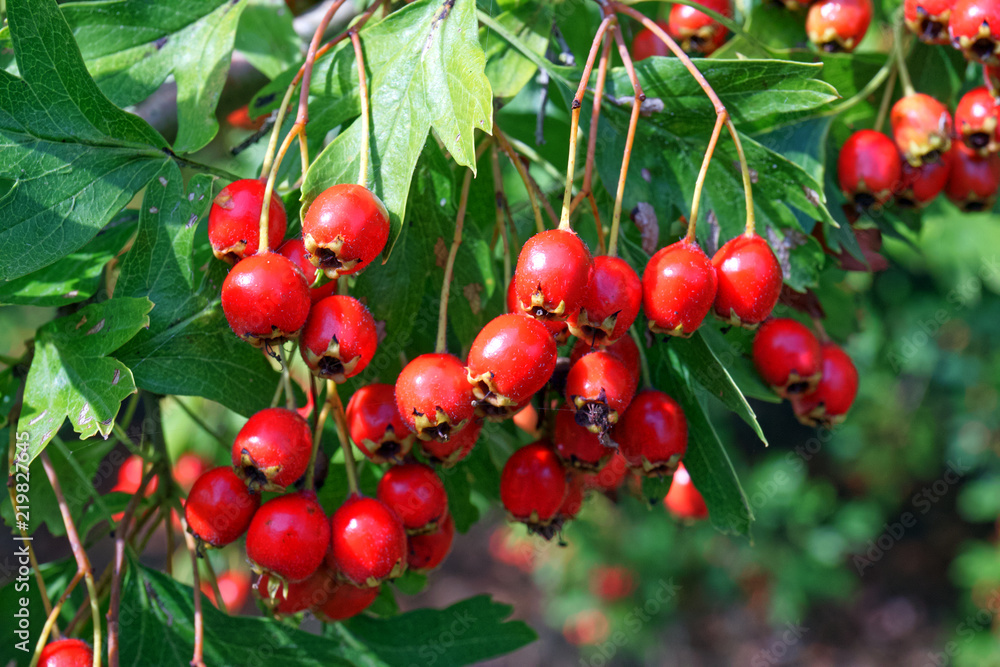 Hawthorn berries, Haws, Crataegus, growing on a hawthorn tree