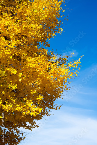 yellow ginkgo leaves tree in autumn