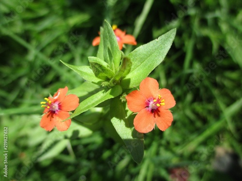 Macro de petites fleurs de  mouron rouge dans une prairie photo