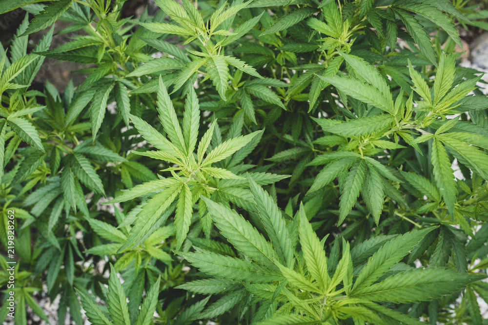 Hemp cannabis plant, herbal medicine Hemp cannabis plant, herbal medicine