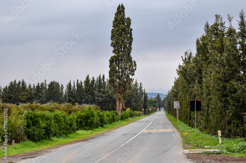 A Tree Road