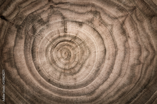 Stump of tree felled - section of the trunk with annual rings. Slice wood.