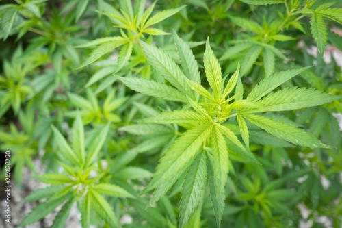 Green Cannabis marijuana, recreational drug