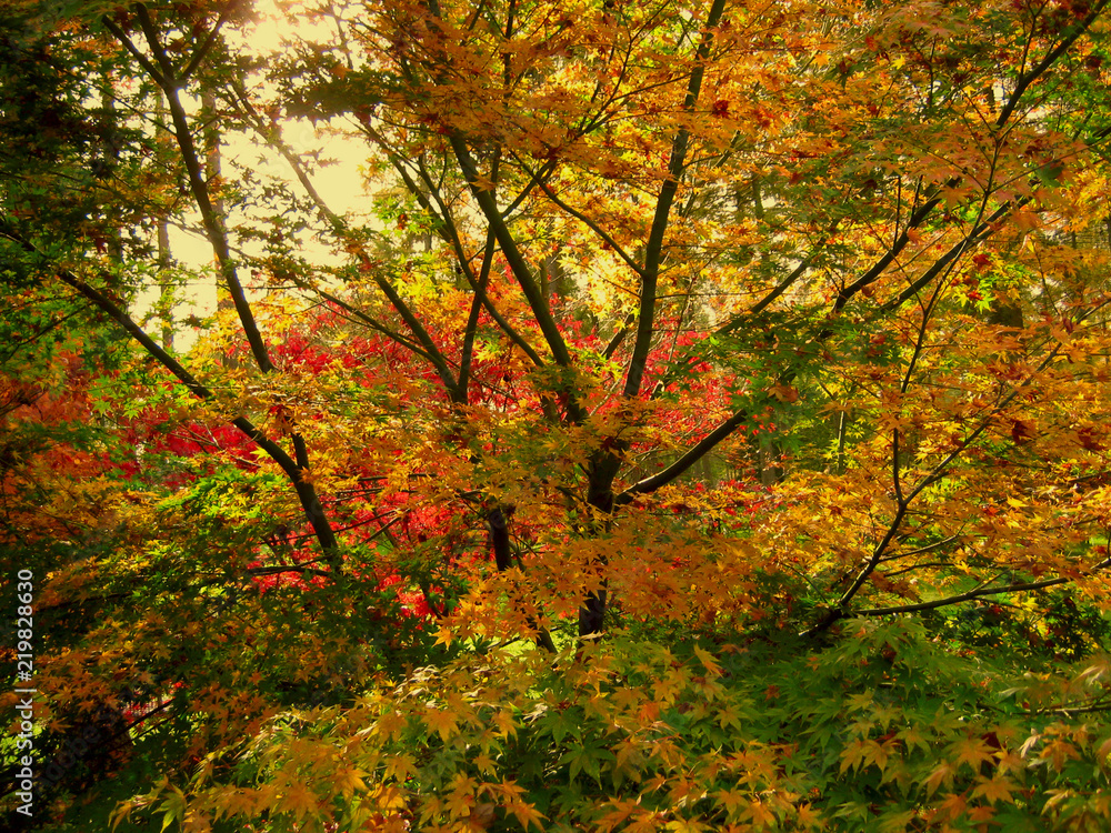 Beautiful autumn colour of maple leaves Beautiful autumn colour of maple leaves