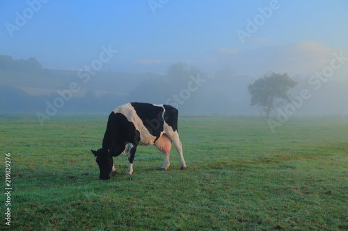 British Friesians cow graze on the farmland in East Devon on a misty morning