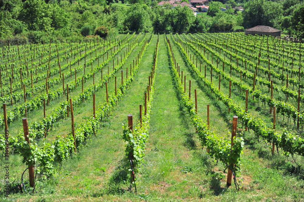 Scenic view of wineyard on summer