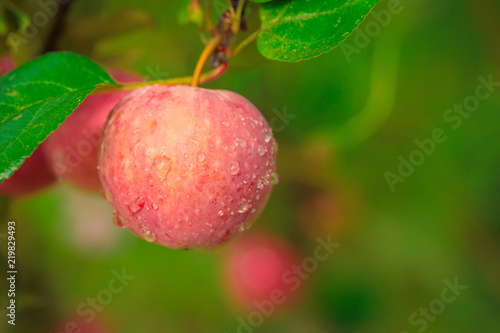 Red ripe apples on a tree branches at summer garden after rain, covered with water drops.