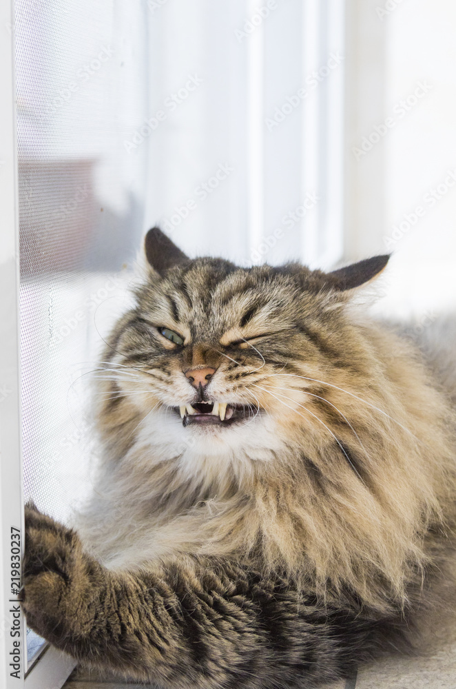 Beauty cat of livestock, siberian purebred. Adorable domestic pet with long hair outdoor,hypoallergenic animal Beauty cat of livestock, siberian purebred. Adorable domestic pet with long hair outdoor,hypoallergenic animal