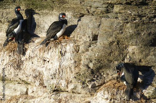 Rock Shag (Phalacrocorax magellanicus) nesting on the cliffs of Bleaker Island in the Falkland Islands. photo