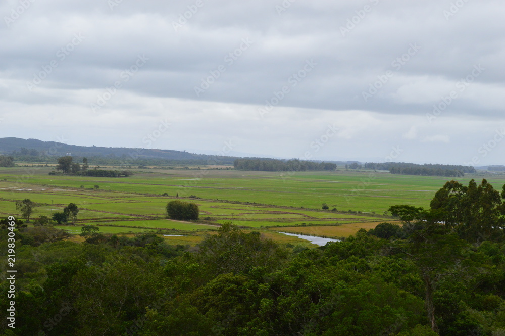 Fototapeta premium Paddy rice