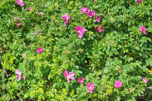 Wild rose, ramanas rose (Rosa rugosa rubra) photo