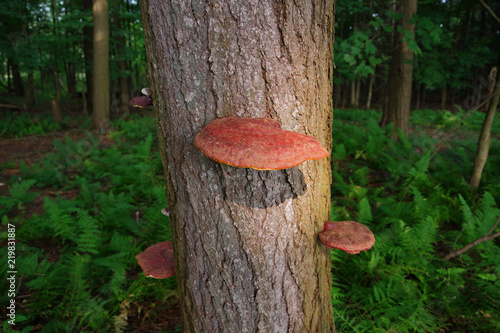 Wild Reishi Mushroom ( Ganoderma Tsugae ) growing on a Hemlock Tree.   This medicinal herb is known for its immune supporting properties and benefits.  photo