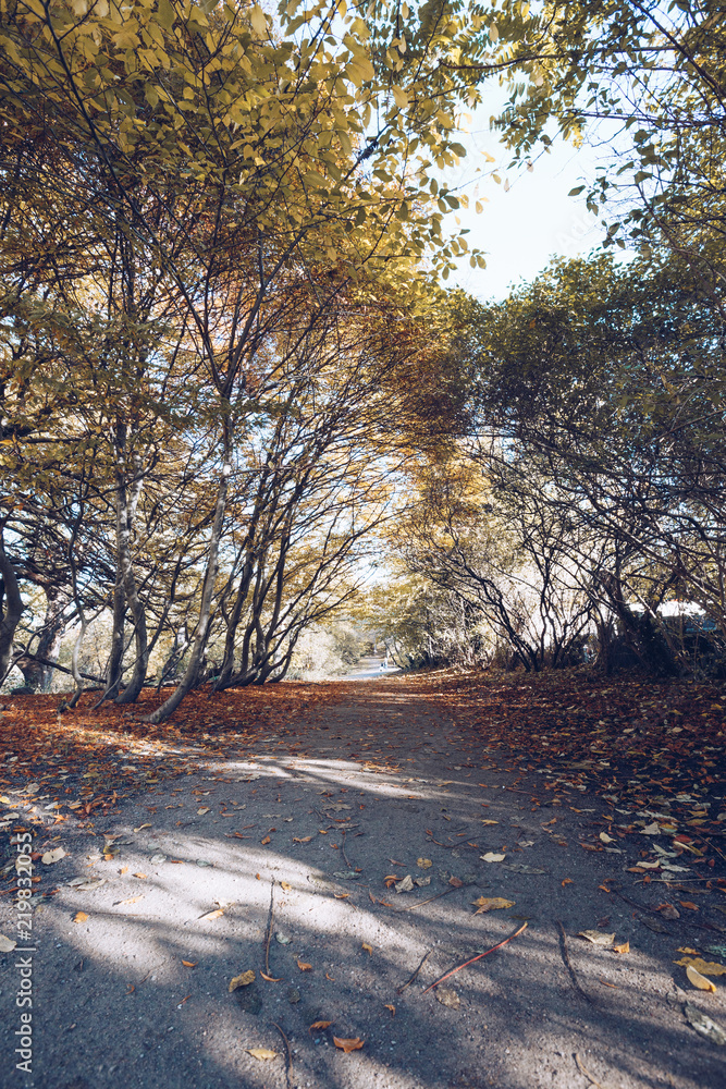 Empty tranquil alley among autumnal trees Empty tranquil alley among autumnal trees