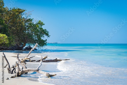 Driftwood and bent trees by the seashore on this beautiful white sand Caribbean electric blue beach in Negril, Jamaica. No people, quiet peaceful sunny day, endless views of the turquoise ocean