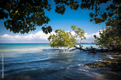 Bent trees along this Caribbean beach leaning towards the sea for their leaves to have more sunlight. Negril  Jamaica