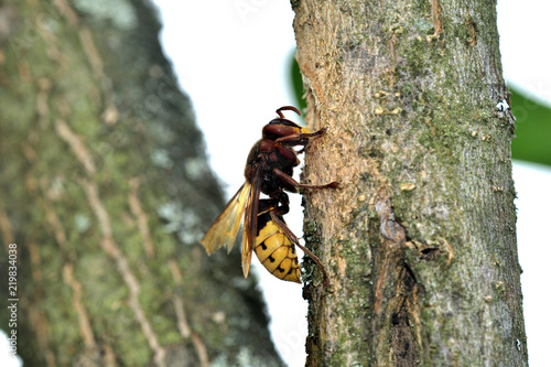 the hornet is eating the sweet bark of a tree