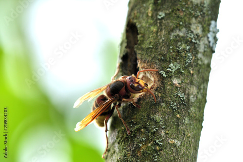 the hornet is eating the sweet bark of a tree