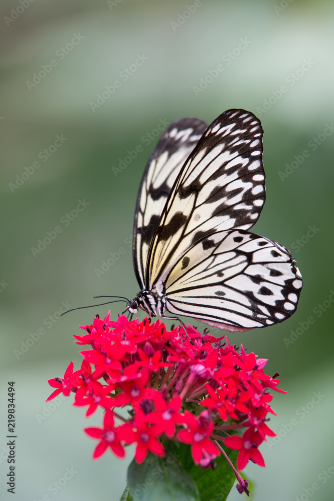 papillon blanc et noir seul dans un jardin en été sur fleur rouge en  lumière du jour en gros plan le matin Stock Photo | Adobe Stock