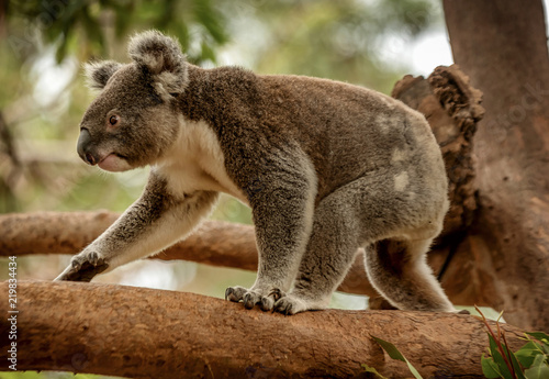 Koala on a Eucalyptus tree in Queensland, Australia