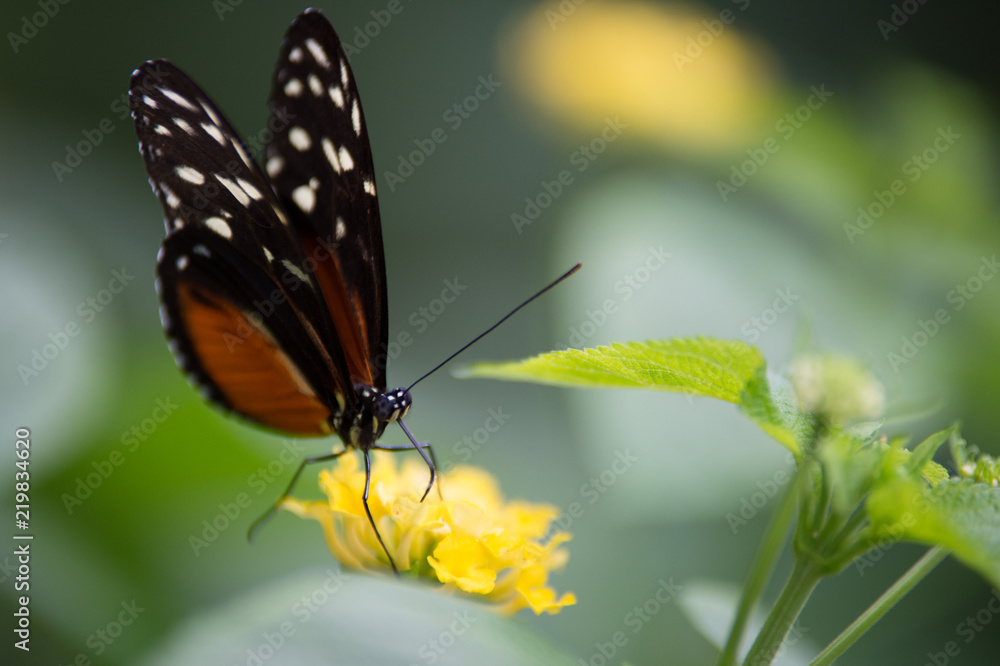 papillon blanc orange et noir butine une fleur jaune sur fonds vert papillon blanc orange et noir butine une fleur jaune sur fonds vert