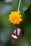papillon blanc rouge et noir dans un jardin en été sus pendu à une fleur jaune